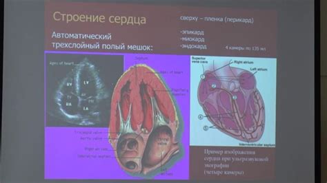 Увеличение частоты сердцебиения