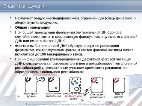 Увеличение эффективности обмена генетической информацией