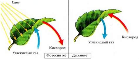 Углекислый газ в цитоплазме