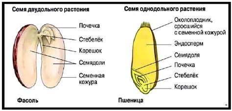 Удаление кожуры и семян