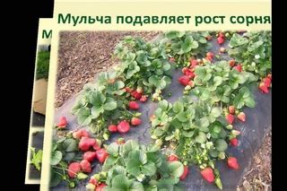 Удаление пожухлых листьев и цветов