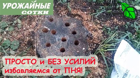 Удаление шиповника без усилий