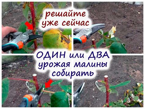 Удобрение и обрезка