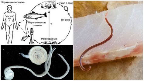 Узнайте возможные причины появления червей в рыбе
