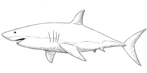 Узнайте главные черты акулы для реалистичного рисунка