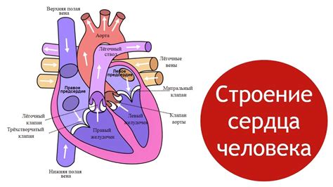 Укажите направление и размер сердца