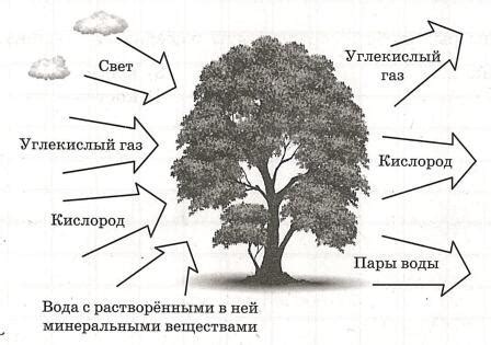 Укрепление связи с окружающей средой