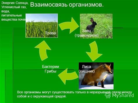 Укрепление связи с природой и окружающей средой