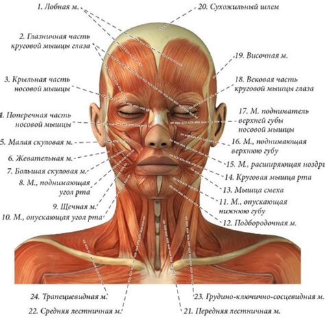 Укрепляет мышцы лица и препятствует появлению морщин