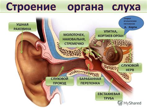 Улитка и слуховой нерв: преобразование звуковых сигналов в нервные импульсы