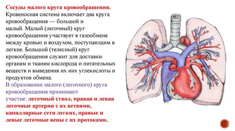 Улучшение кровообращения и поступление кислорода