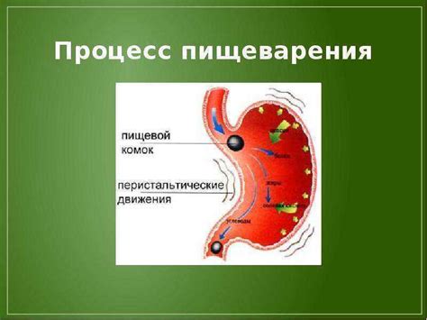 Улучшение обмена веществ и пищеварение