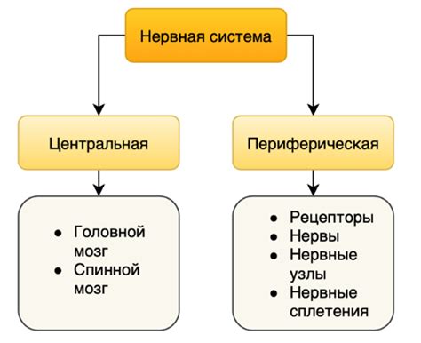 Улучшение функции нервной системы