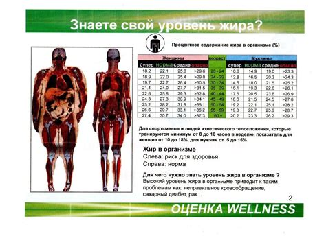 Ультразвуковая диагностика для расчета толщины подкожного жира