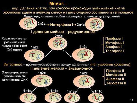 Уменьшение числа ошибок в процессе деления клеток