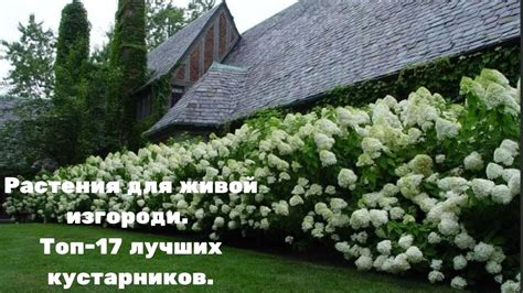 Универсальные растения для посадки живой изгороди: почему они популярны?