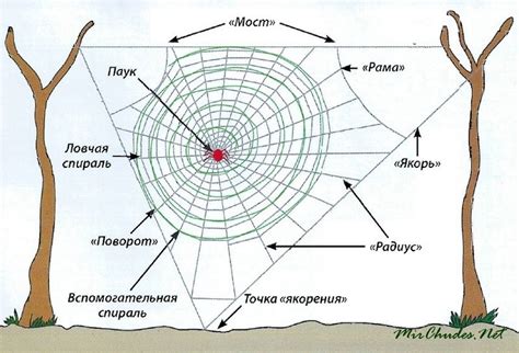 Уникальная конструкция паутины