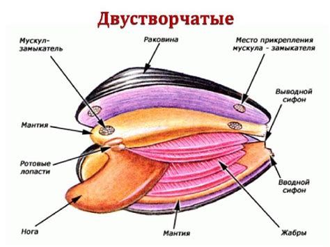 Уникальная роль ракушек двустворчатых моллюсков