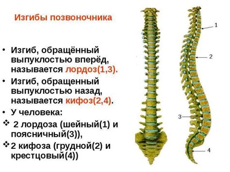 Уникальные морфологические особенности позвоночника