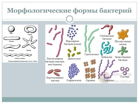 Уникальные морфологические формы