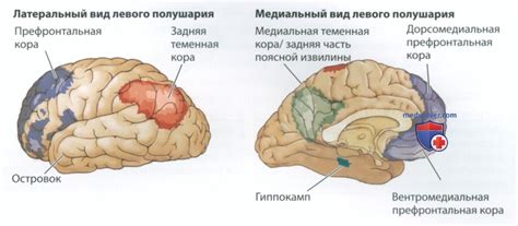 Уникальные особенности мозга женщин