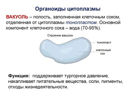 Уникальные функции органоидов