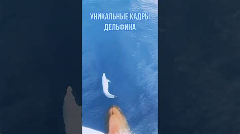 Уникальные черты дельфина