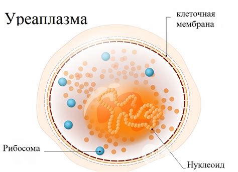 Уреаплазма гоминис у женщин