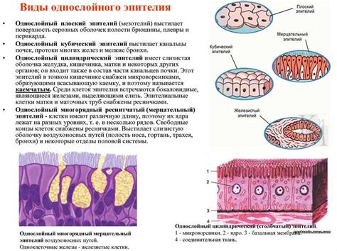 Уретральный эпителий: определение и функции