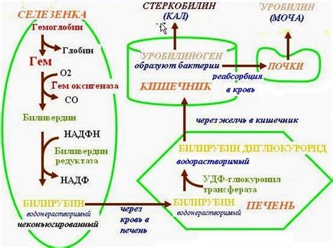 Уробилиноген ниже нормы: причины, симптомы, лечение