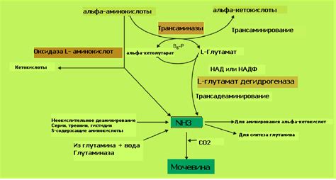 Уровень аммиака в организме: важность контроля