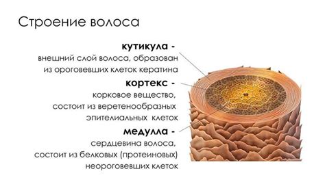 Уровень магния в волосах