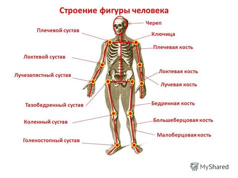 Урок 1: Расположение ног на человеческом теле