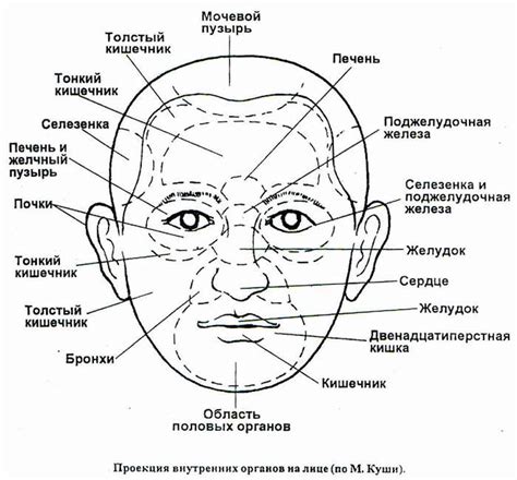 Урок 8. Прорисовка лица и внутренних частей