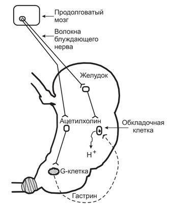 Усиление выделения желудочного сока