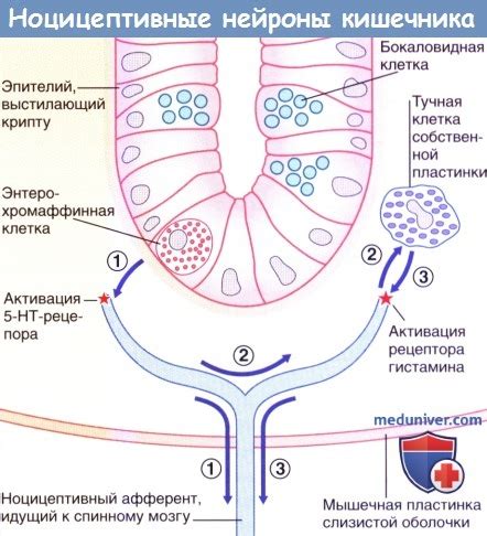 Усиление перистальтики