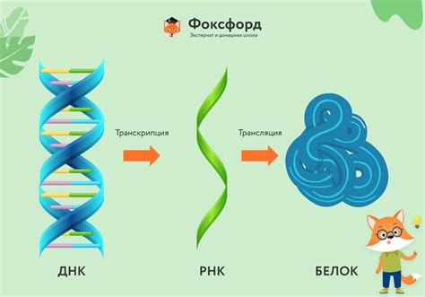 Усиление эффекта синтеза белка