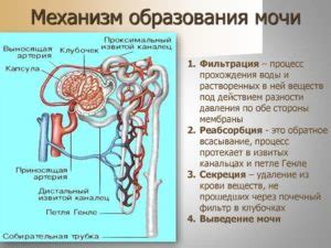 Ускорение процесса образования молозива