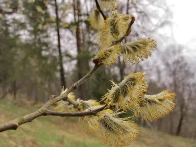 Ускорение развития растения весной