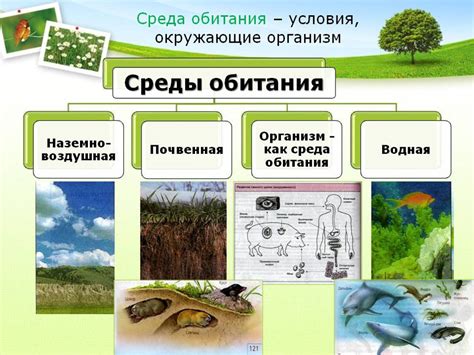 Условия среды обитания