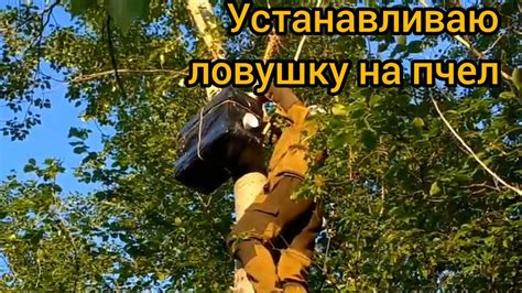 Установка ловушки на участке