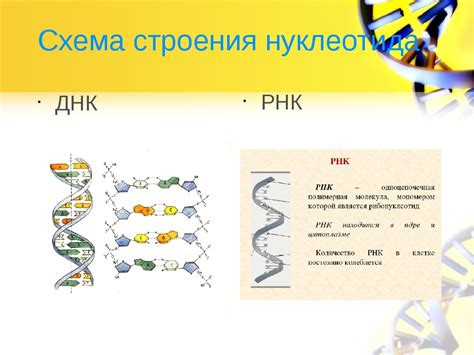 Устойчивость ДНК и РНК к факторам окружающей среды