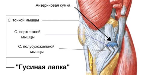 Устройство гусиной лапки