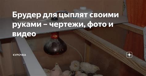 Устройство и обустройство помещения для цыплят