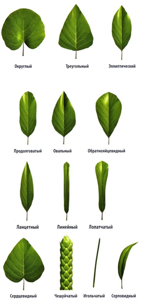 Устройство и функции листьев