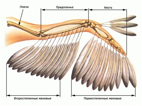 Устройство крыльев: