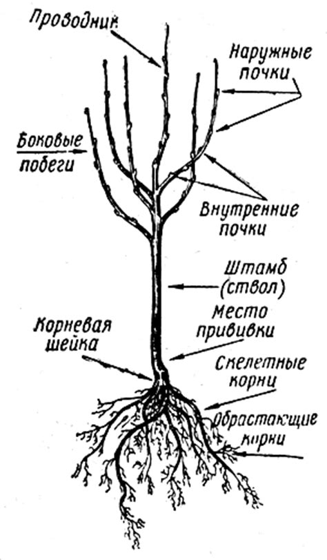 Утепление корневой зоны сливы