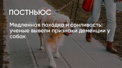 Утомленность и сонливость у собаки