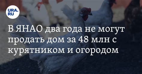 Ухаживайте за курятником и следуйте простым экономичным рекомендациям