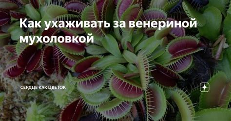 Уход за венериной мухоловкой: основные правила